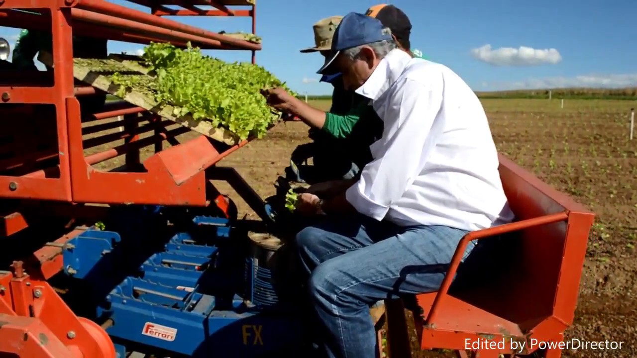 Transplantadeira Ferrari Fx - Alface - Fazenda Paixão - STA MAQUINAS