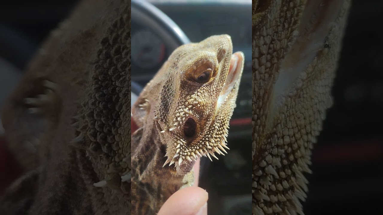 #agama#reptiles #beardeddragon #nature #lucertola