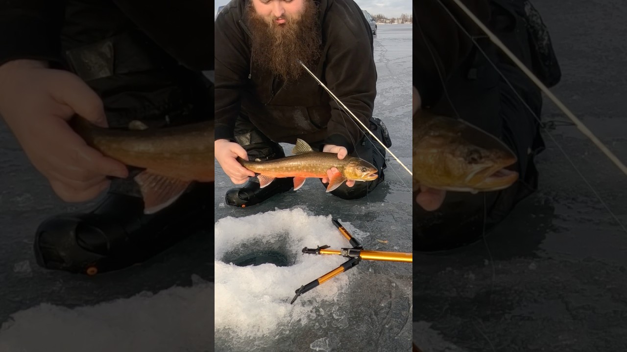 Ht striker pro hook setter helps me catch a nice 20&rdquo; wild Alaskan Arctic char on the jaw jacker