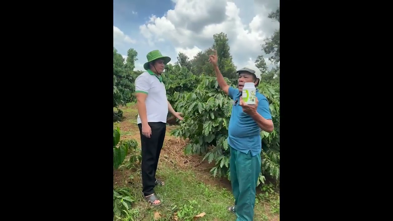 Phân bón sinh học Bio 36 - Đánh bay vàng lá, thối rễ, cây còi cọc