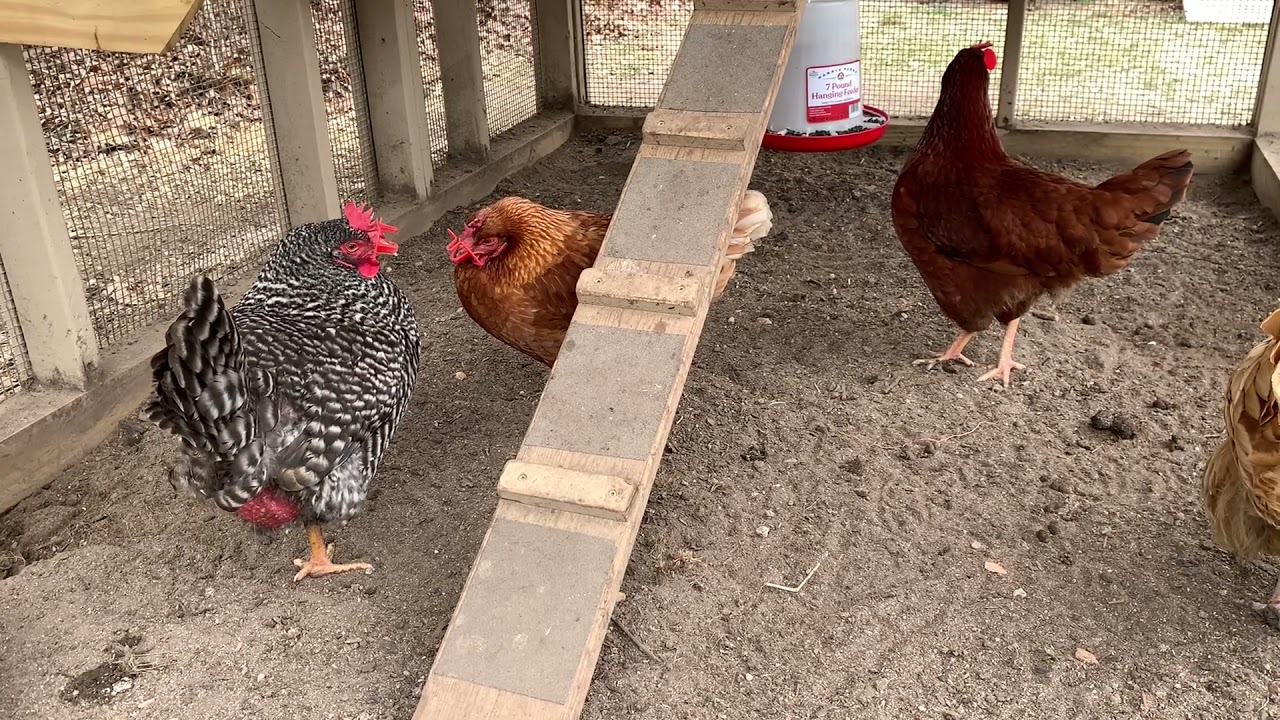 Chickens before peepers being taken off