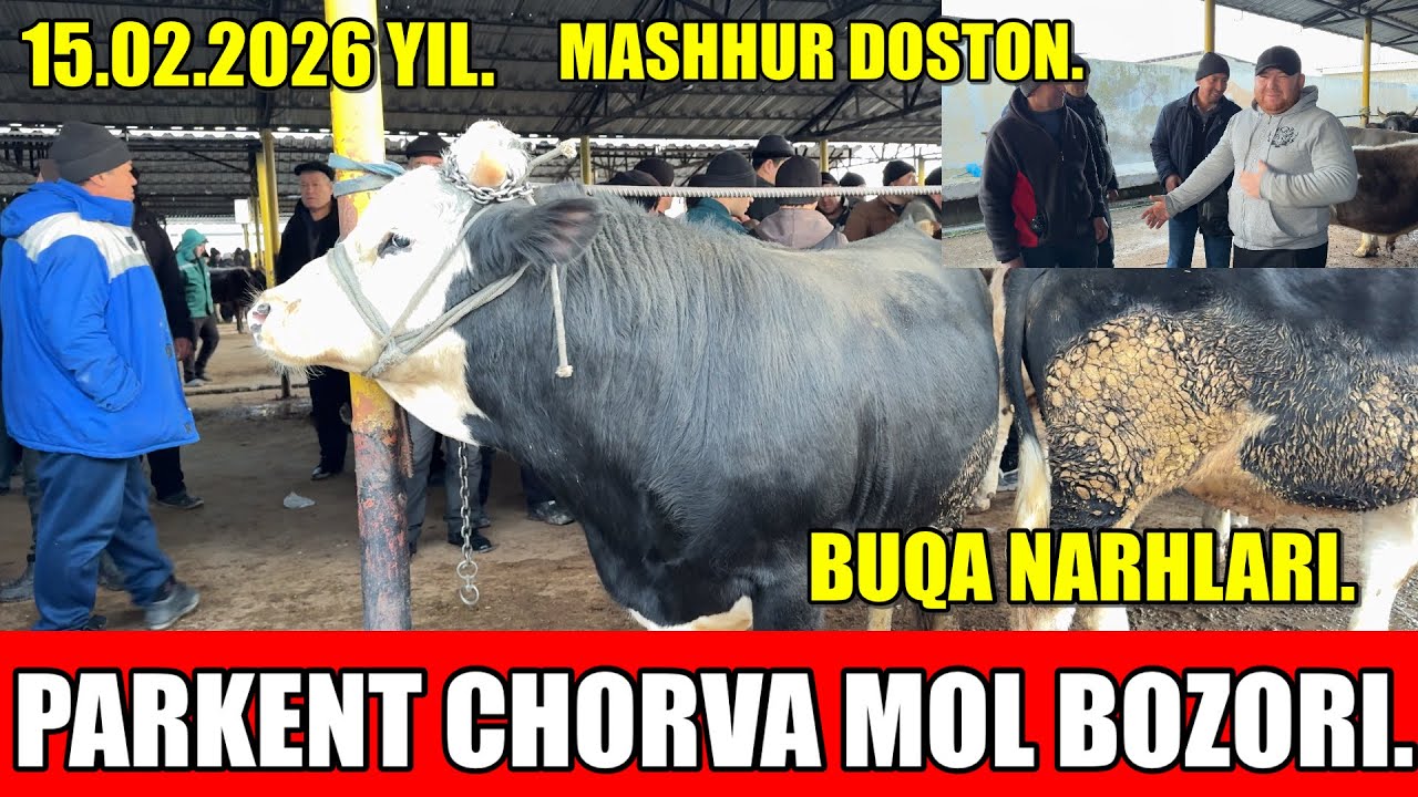 TOSHKENT VIL, PARKENT TUMANI,BOYQOZON QO’RG’ONI, CHORVA MOL BOZORI,BUQA NARHLARI.