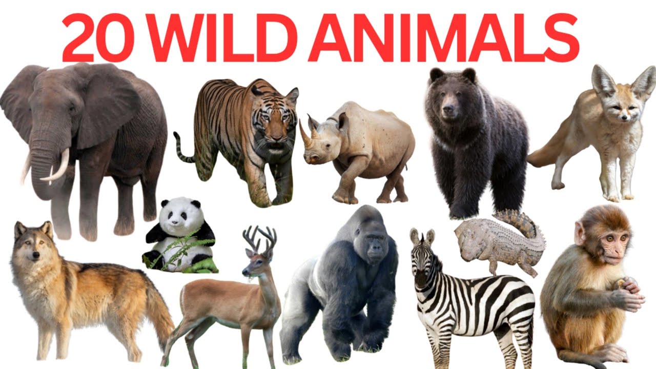 20 Wild Animals Name With Pictures | Learn Wild Animals Name For Toddler In English And Hindi |