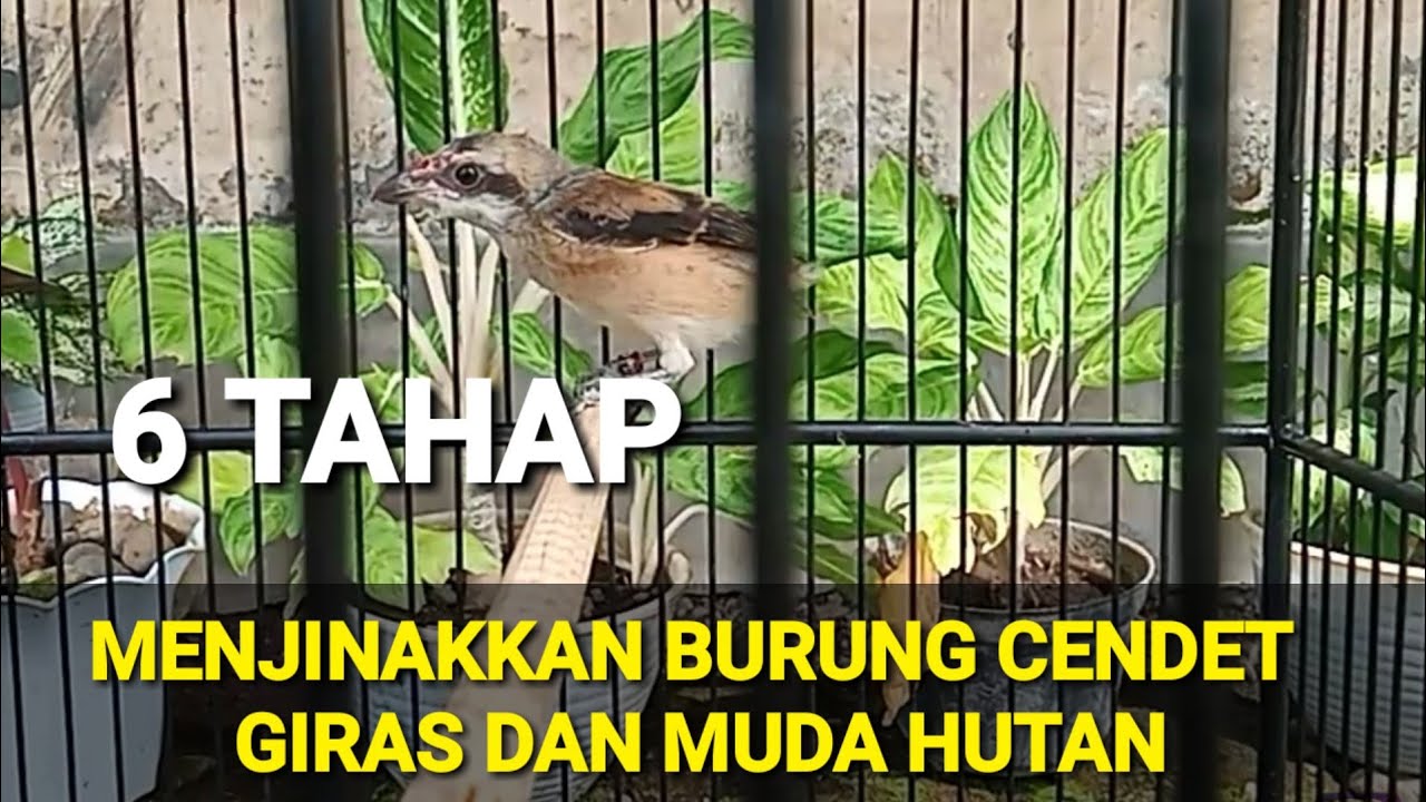 6 TAHAP MENJINAKKAN CENDET MUDA HUTAN ATAU CENDET GIRAS