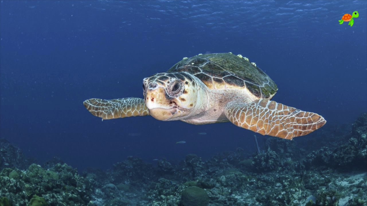 La Tortuga Boba. EdPuzzle.