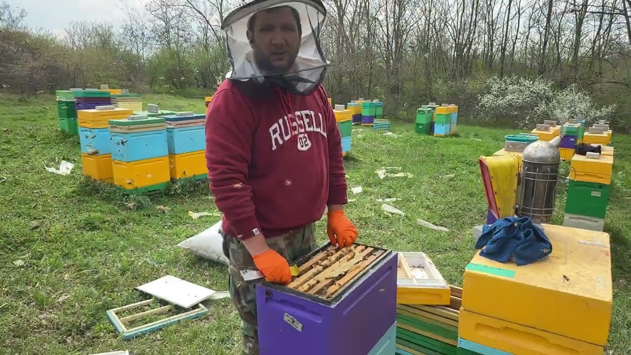 04.04.25 Cum sau dezvoltat familiile în stupi de 6 rame de la Propolis.md