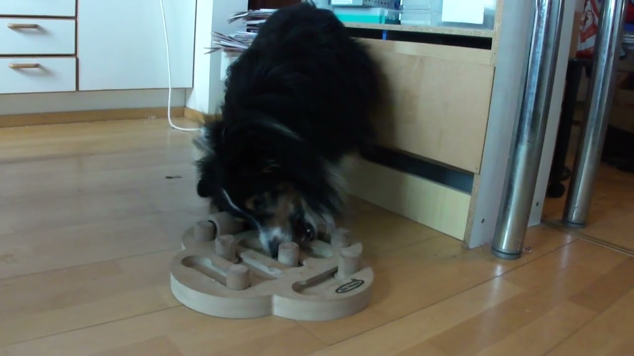 Sheltie Shaun (Silvercool Extra Essence, born 17 Feb 2006) celebrating his birthday on 17 Feb 2011