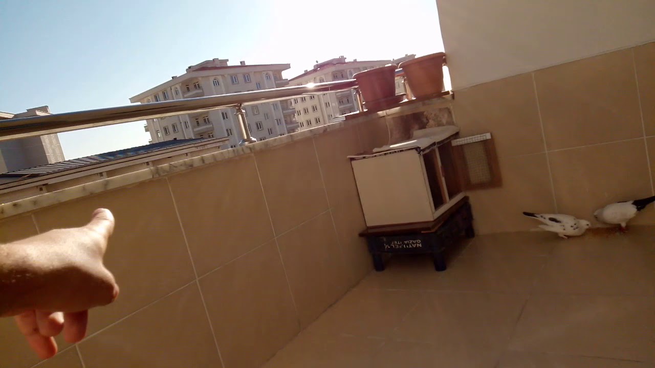 Balkonda güvercin besleme (10) (Pigeon video)   güvercin nasil aliştirilir?