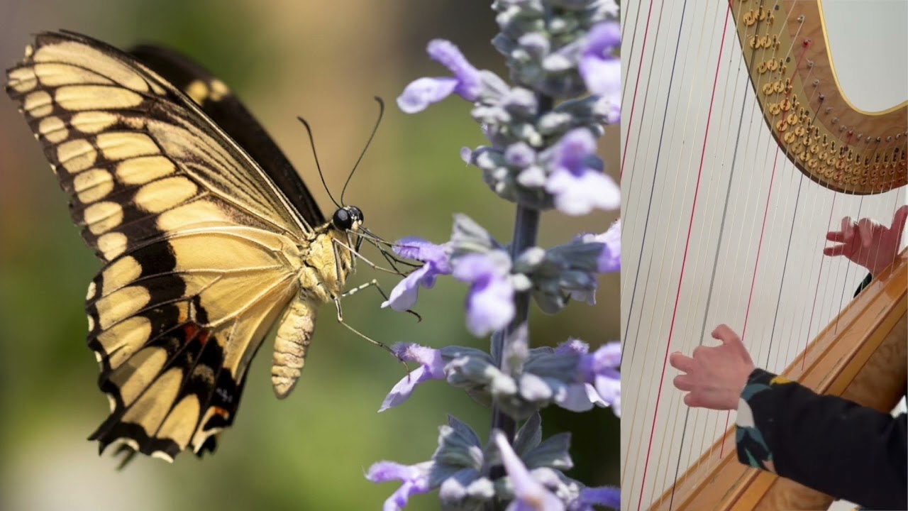Katleen De Vylder - Dance of the Swallowtail / Hofdans der Koninginnenpage
