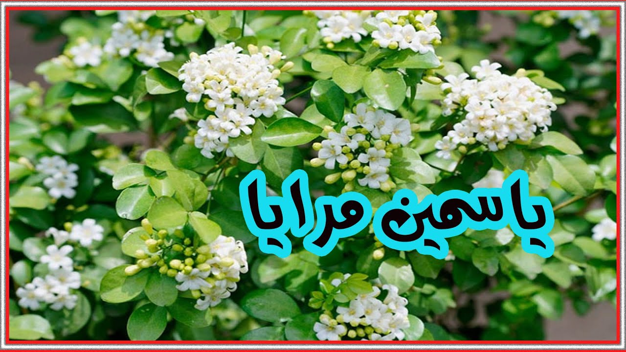 من اقوي انواع الياسمين التي يجب عليك زراعتها في الحديقة || ياسمين المرايا