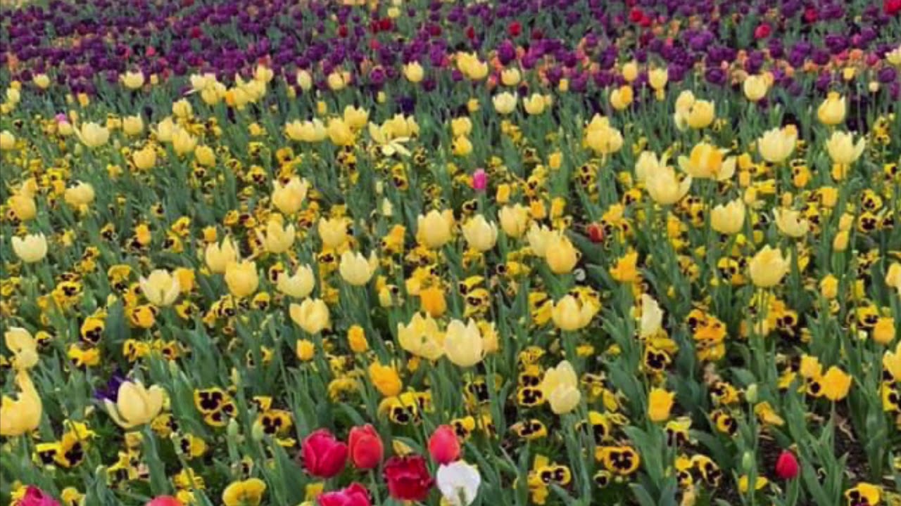 Flower Festival at Canberra, Australia