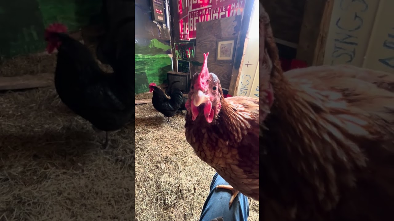 Chillin with the chickens 🐓.   