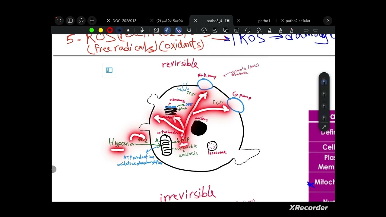L3 PATHology _revirsible cell injury