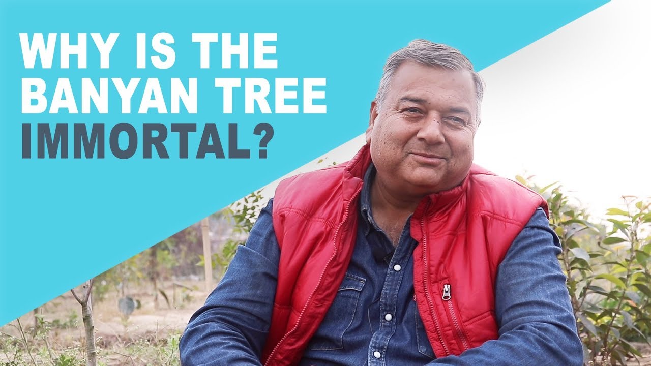 Why is the banyan tree considered immortal? | Peepal Baba