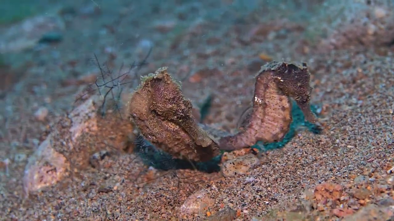 Seahorse courtship in Dauin - Philippines, October 2025 [4K|60fps] 