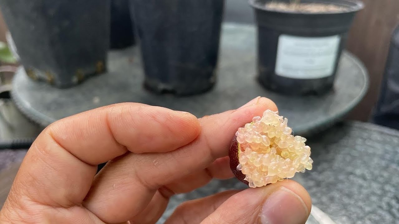 Australian finger lime taste review