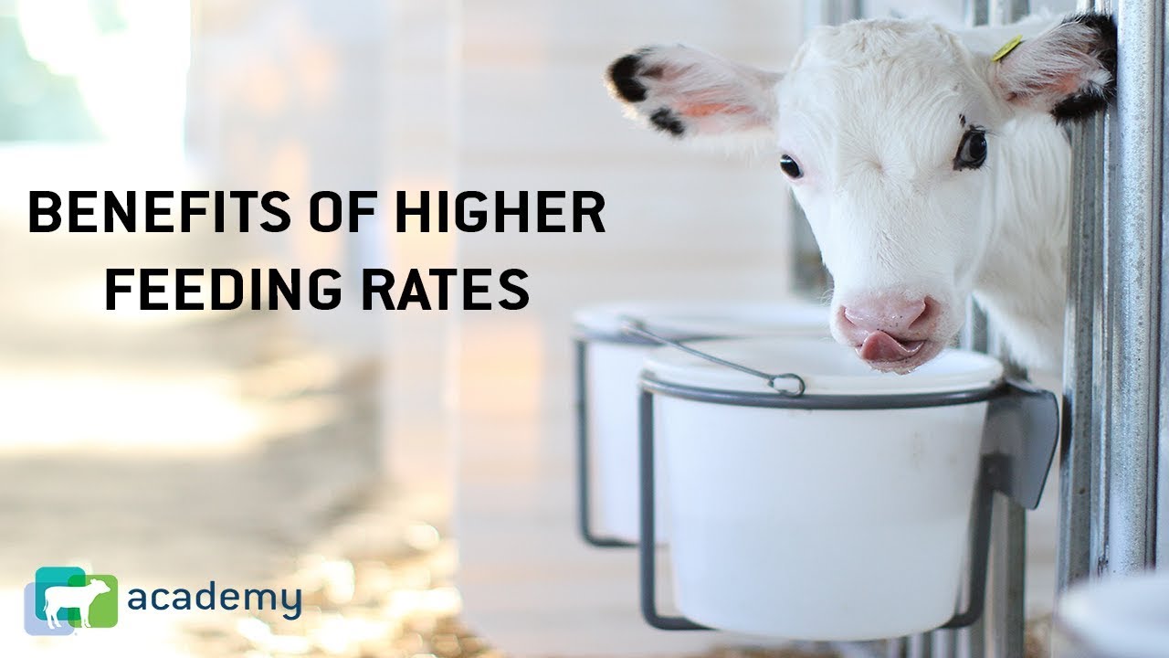 Benefits of Feeding Dairy Calves Higher Rates