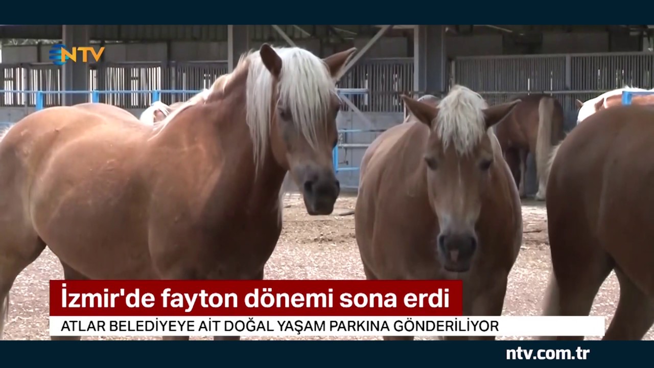 İzmir'de fayton dönemi sona erdi