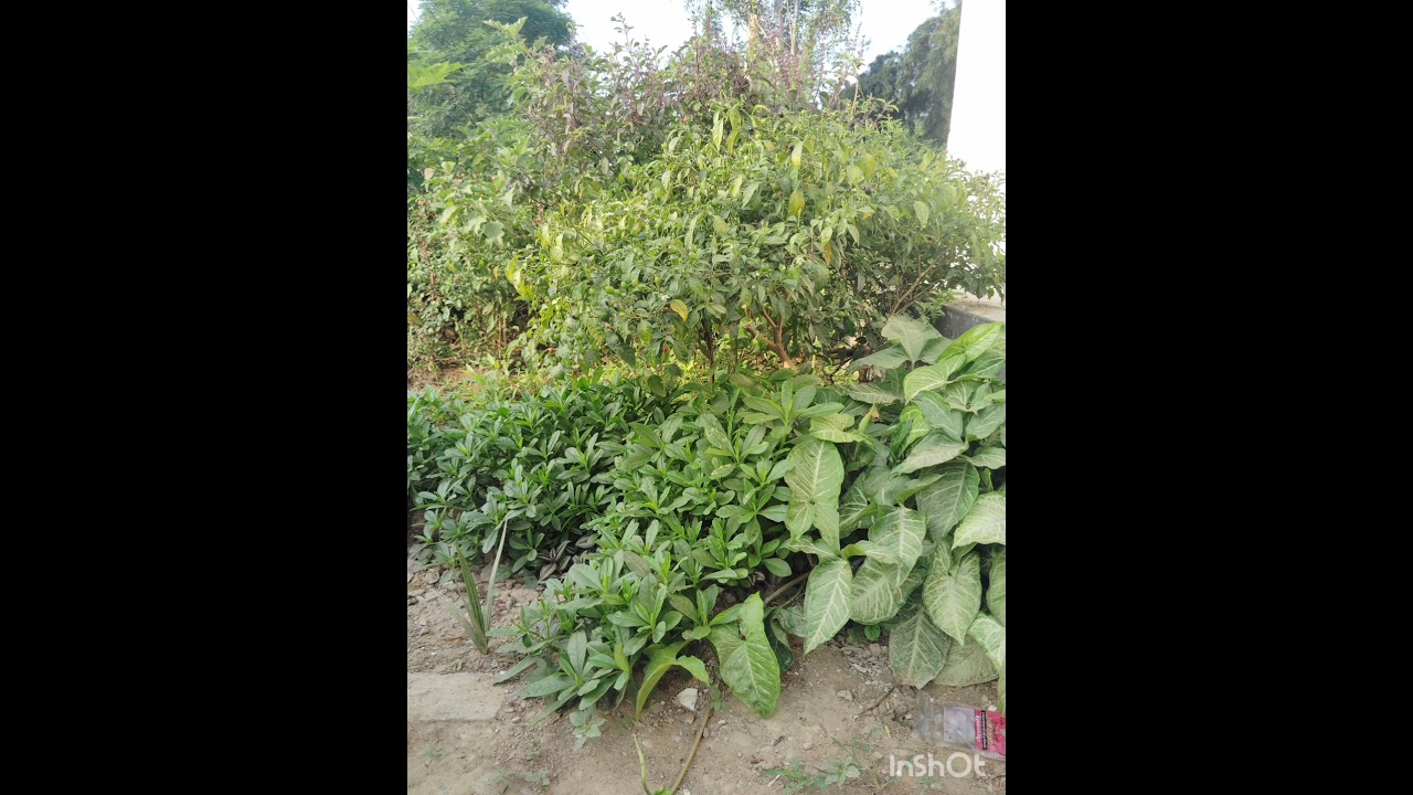 Jaivik khad ka kamal