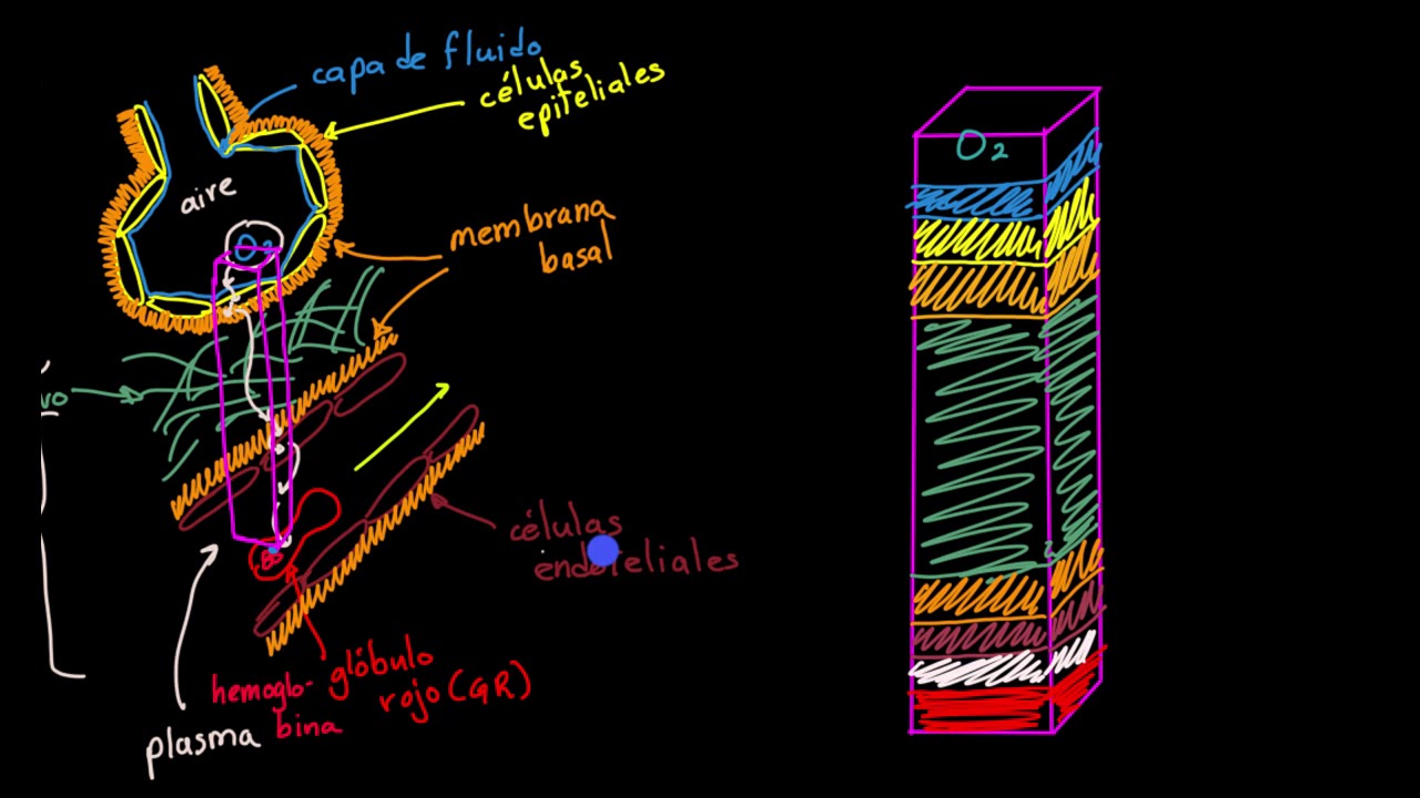 Movimiento del oxígeno desde los alvéolos hasta los capilares | Khan Academy en Español