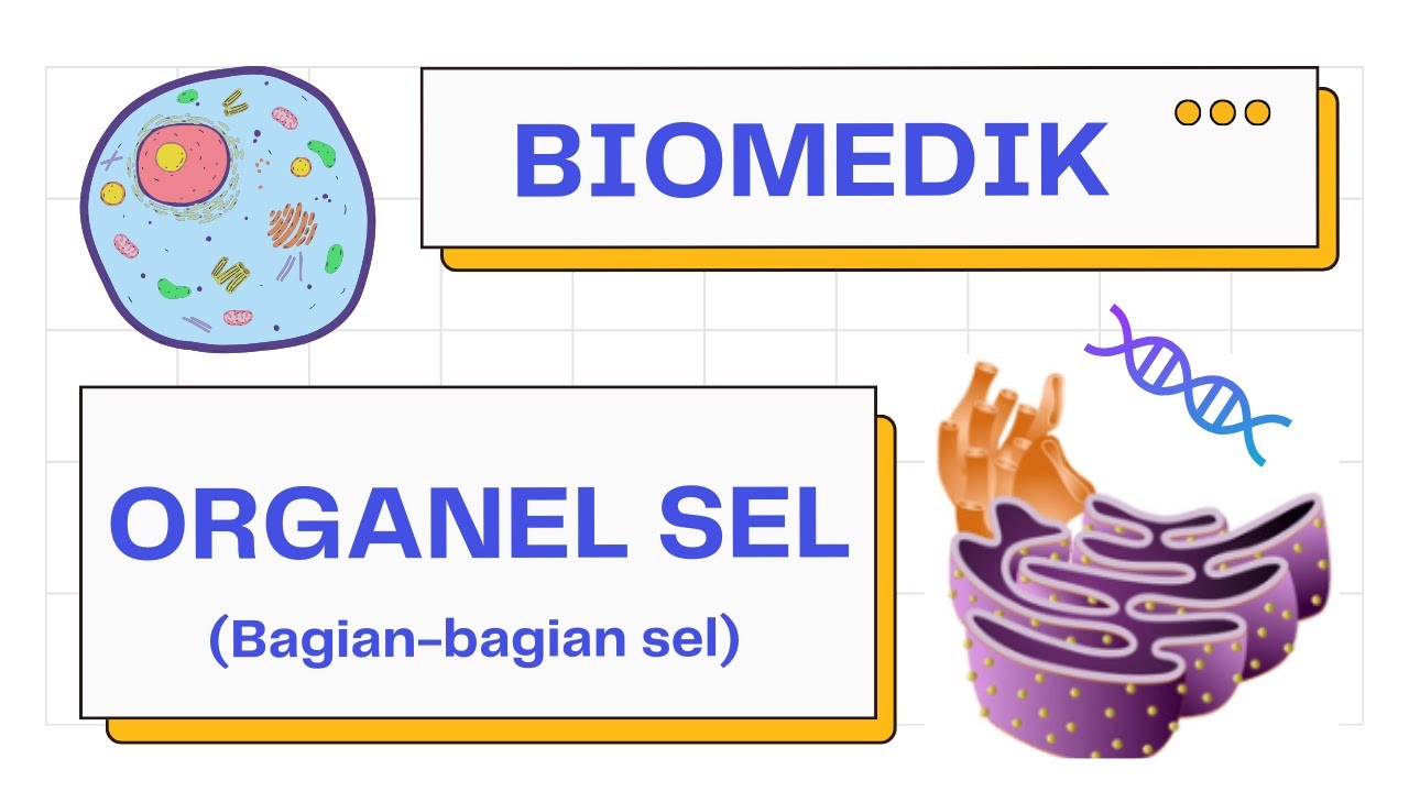 Organel Sel: Struktur dan Fungsi (Sel Eukariot & Prokariot) | Biomedik 101