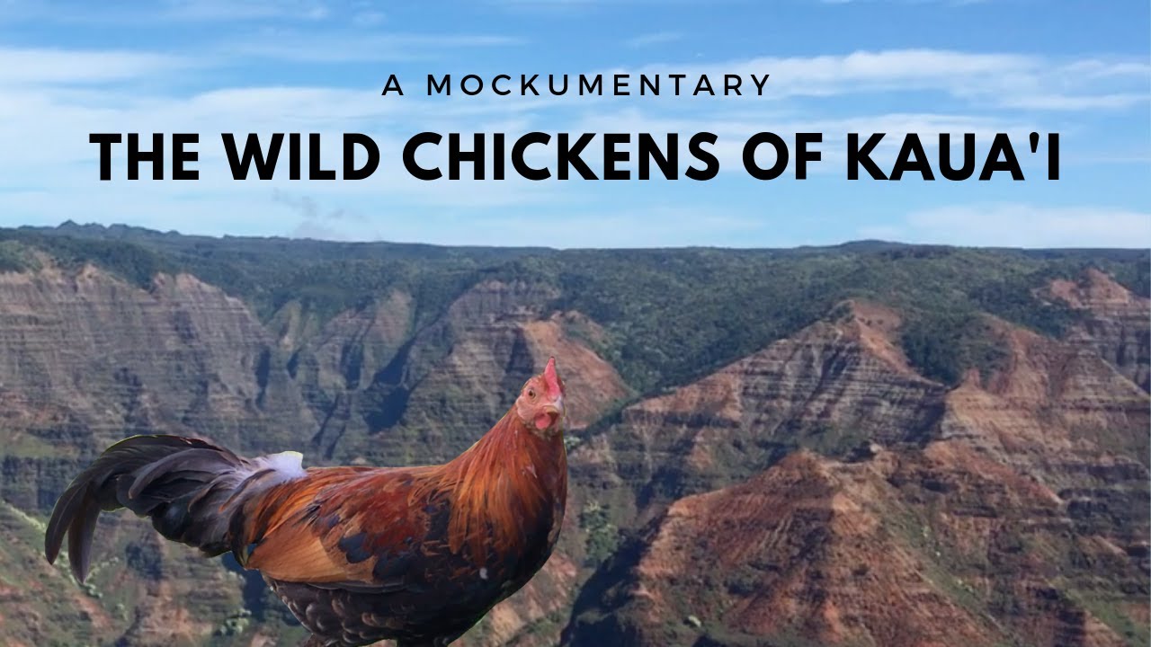 A Mockumentary - The Wild Chickens of Kaua'i