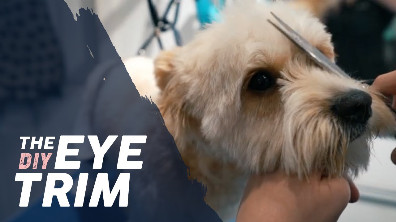 How to Trim a Dog's Eyes 🐶 BASIC TRIMMING Tutorial #doggrooming #dogfacetrim #doggroomingtutuorial