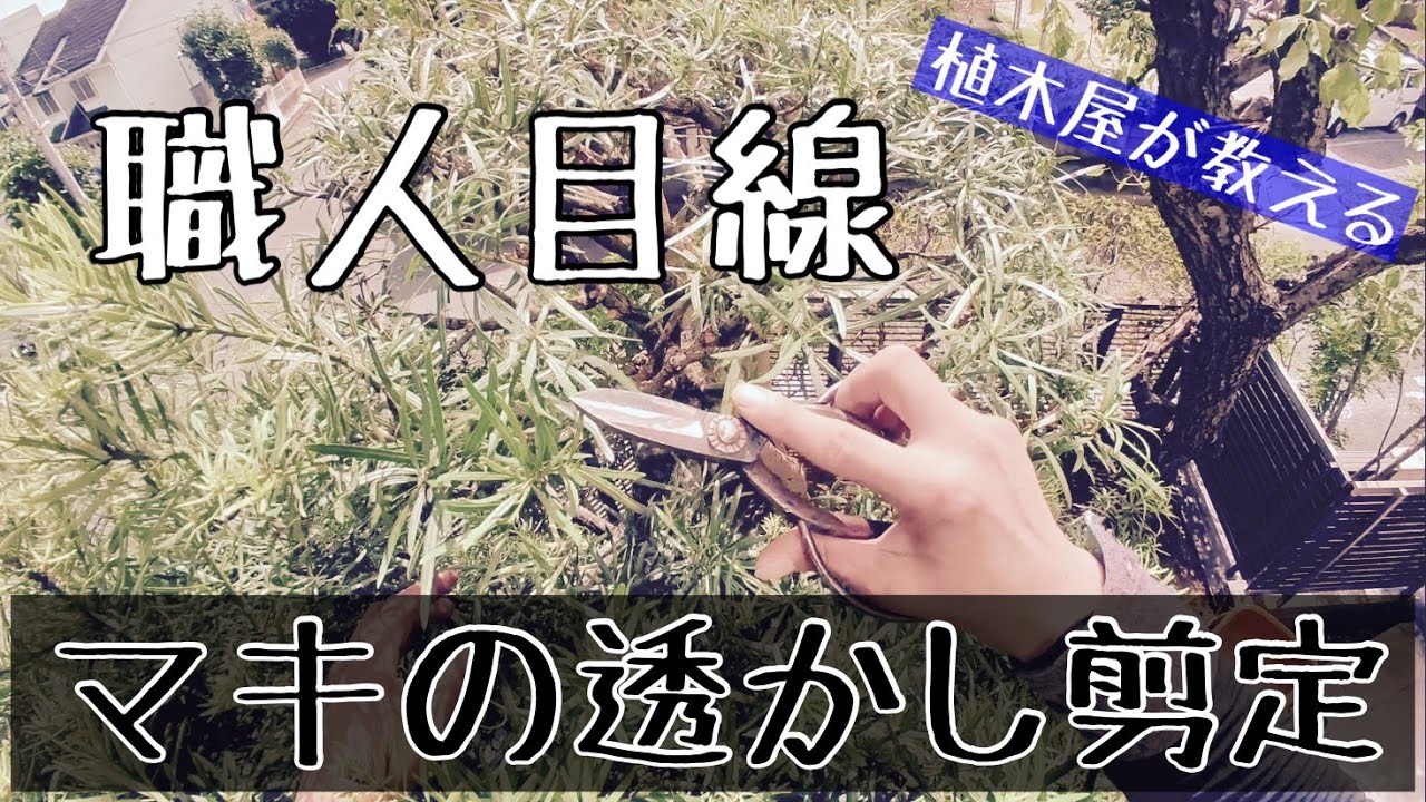 マキの透かし剪定とメリットデメリットの話