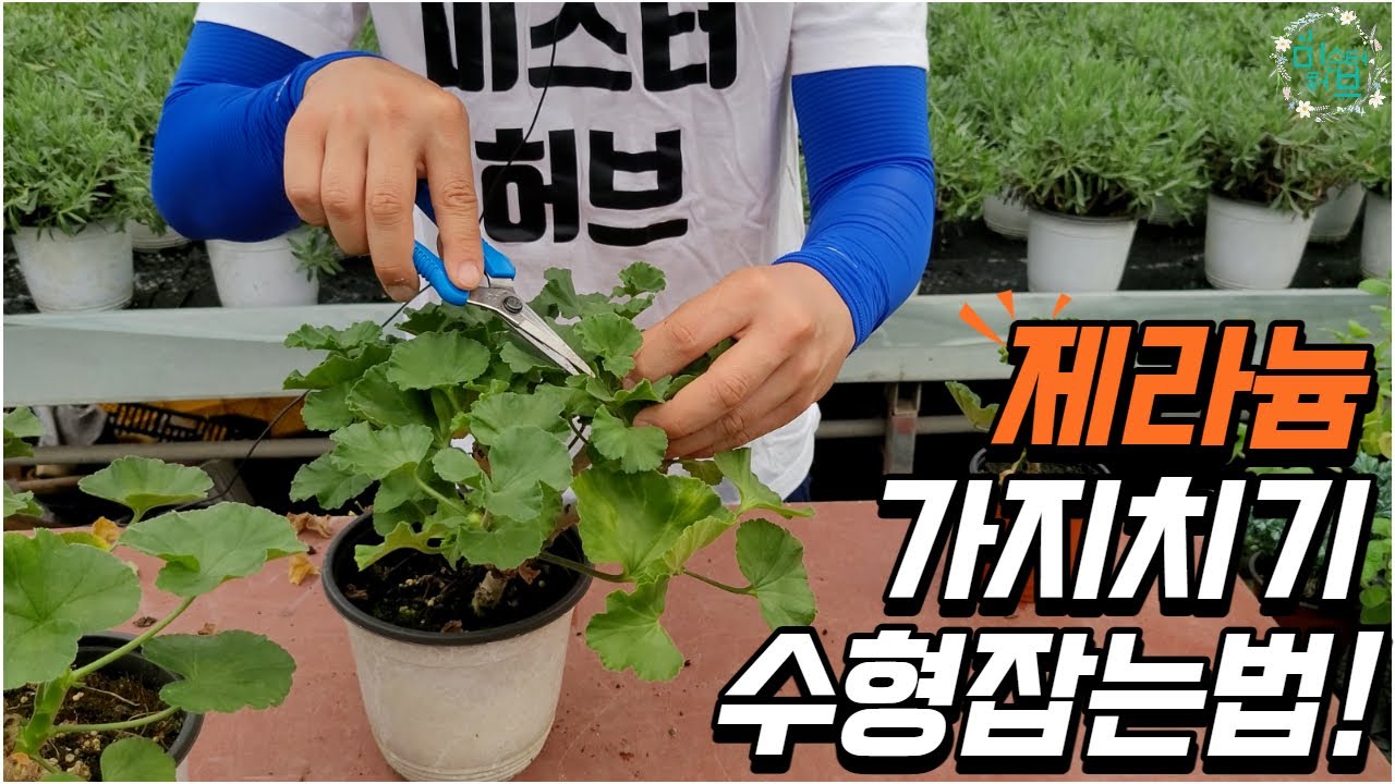 제라늄 수형잡는법 가지치기 방법을 알려드립니다!!! (feat.페라고늄)