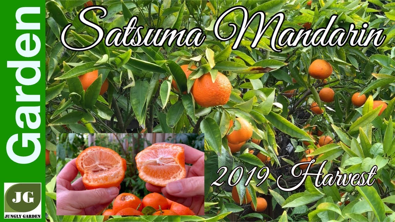 Satsuma Mandarins 2019 Harvest