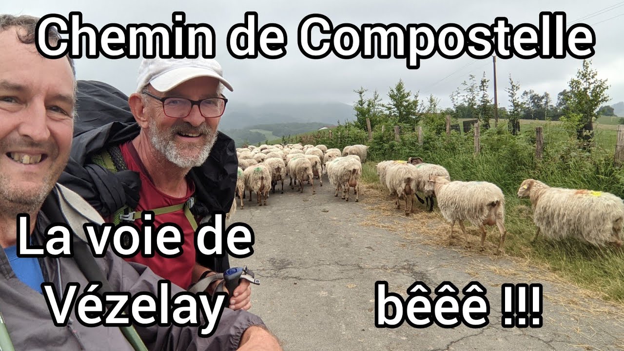 Vézelay #53 : bêêê !!!