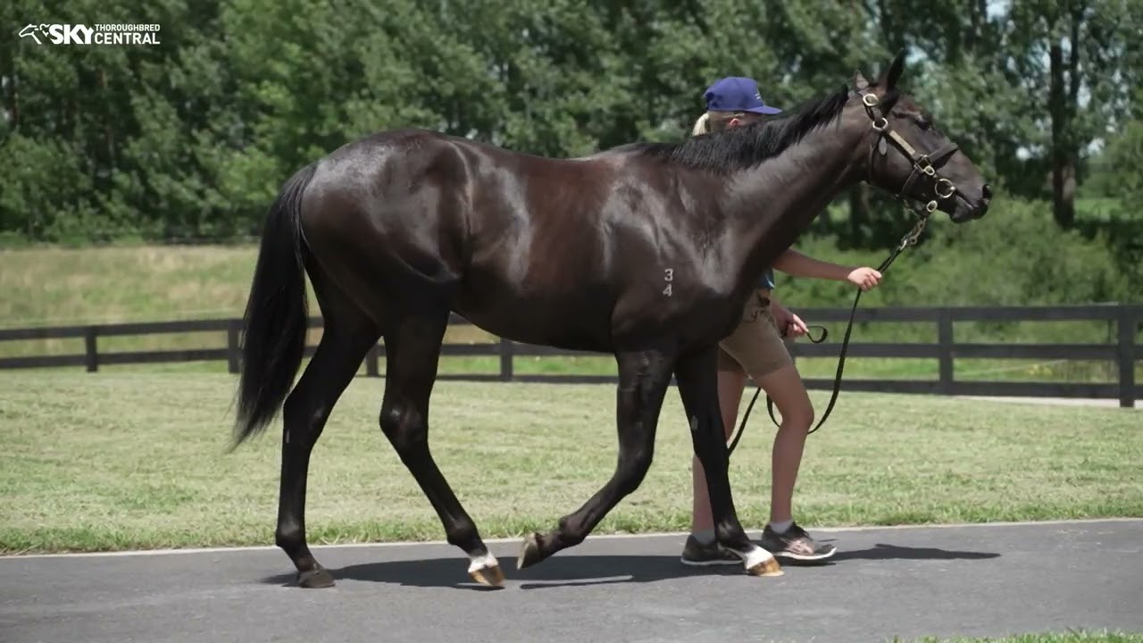 WOBURN FARM - 2026 NZB YEARLING SALE PREVIEW