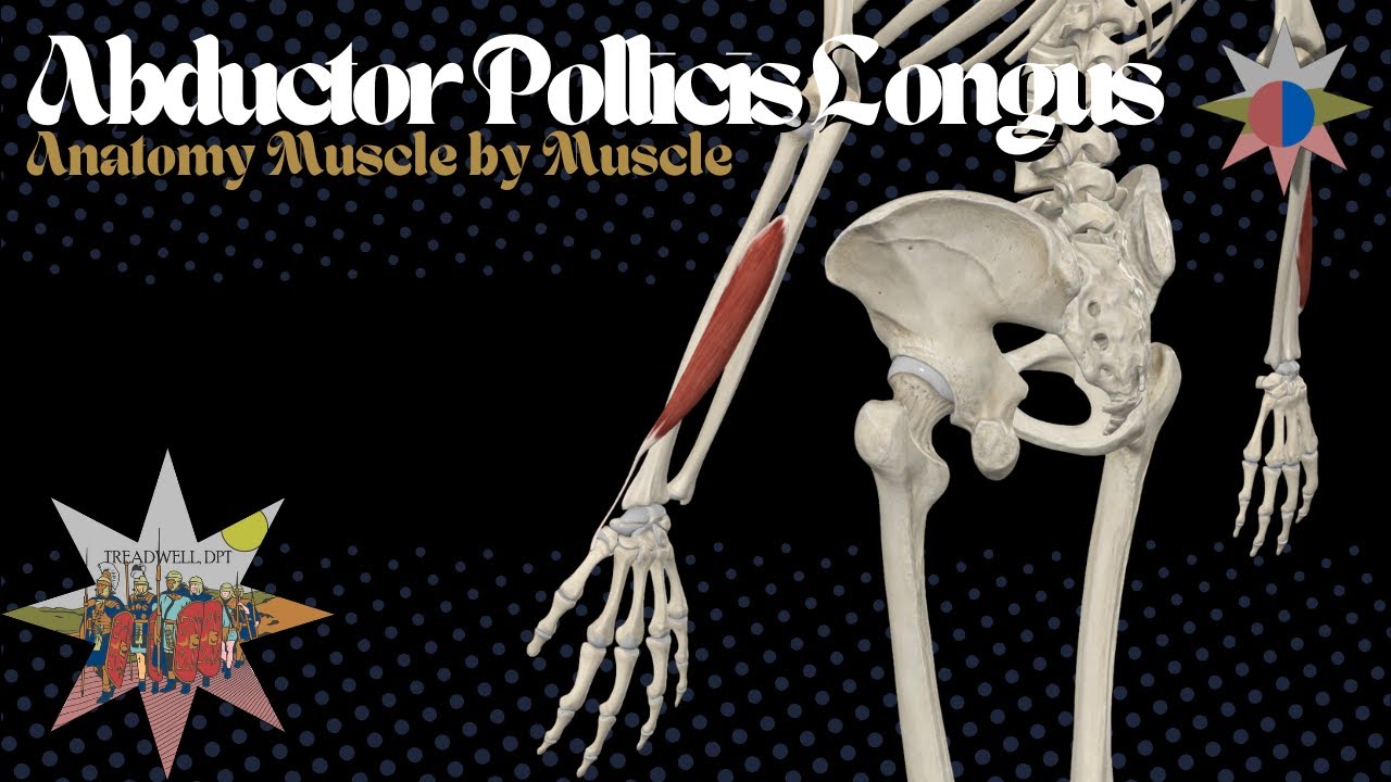 Abductor Pollicis Longus (APL) | Thumb Anatomy, Function & De Quervain’s Explained