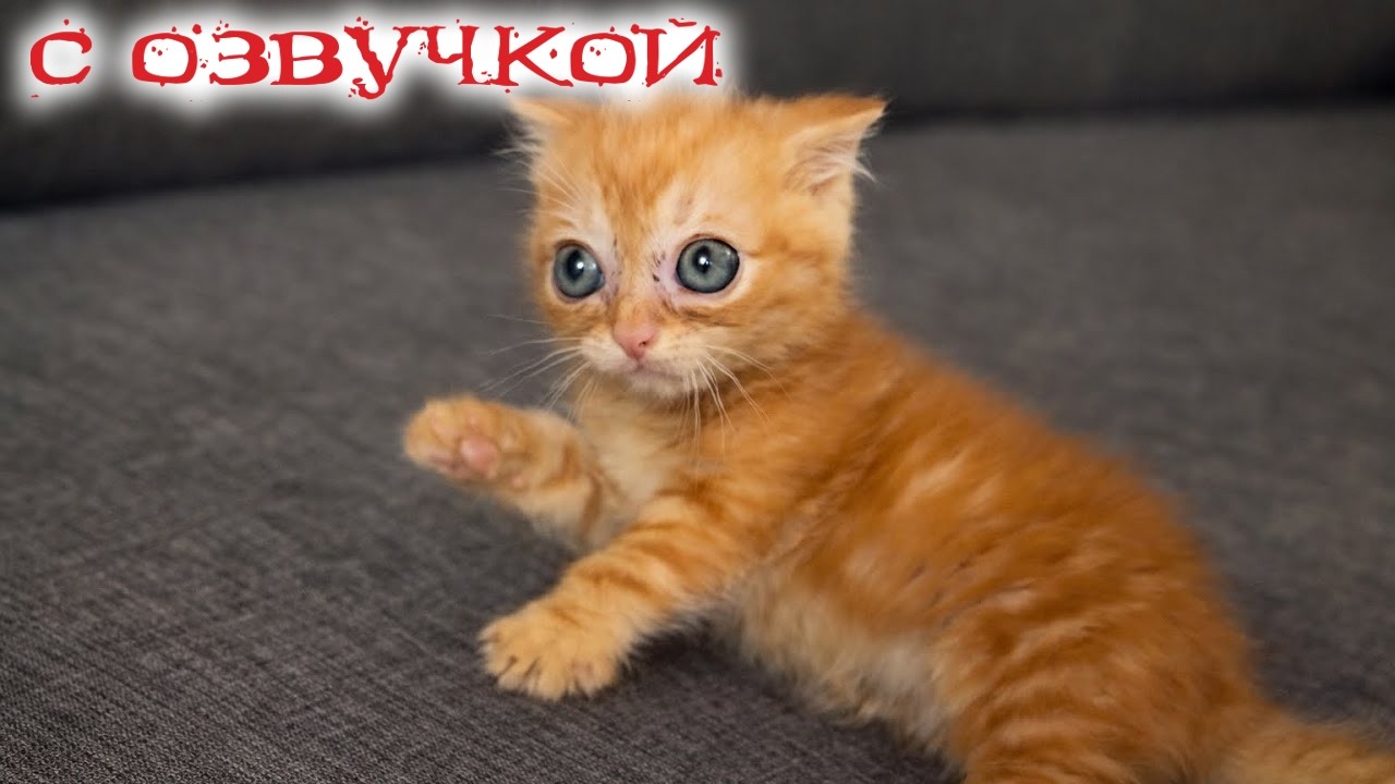 Приколы с котами! С ОЗВУЧКОЙ! Смешные коты - от ПОДПИСЧИКОВ! Самые смешные животные!
