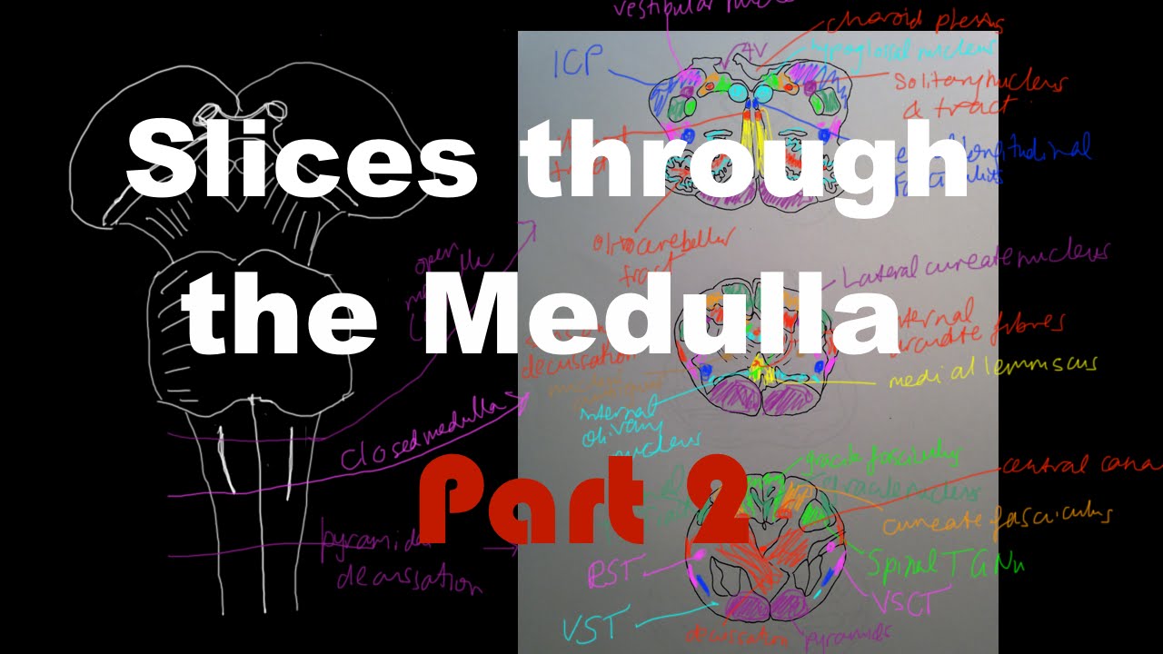 Brain Stem Anatomy #3 - Slices through the Medulla Part 2