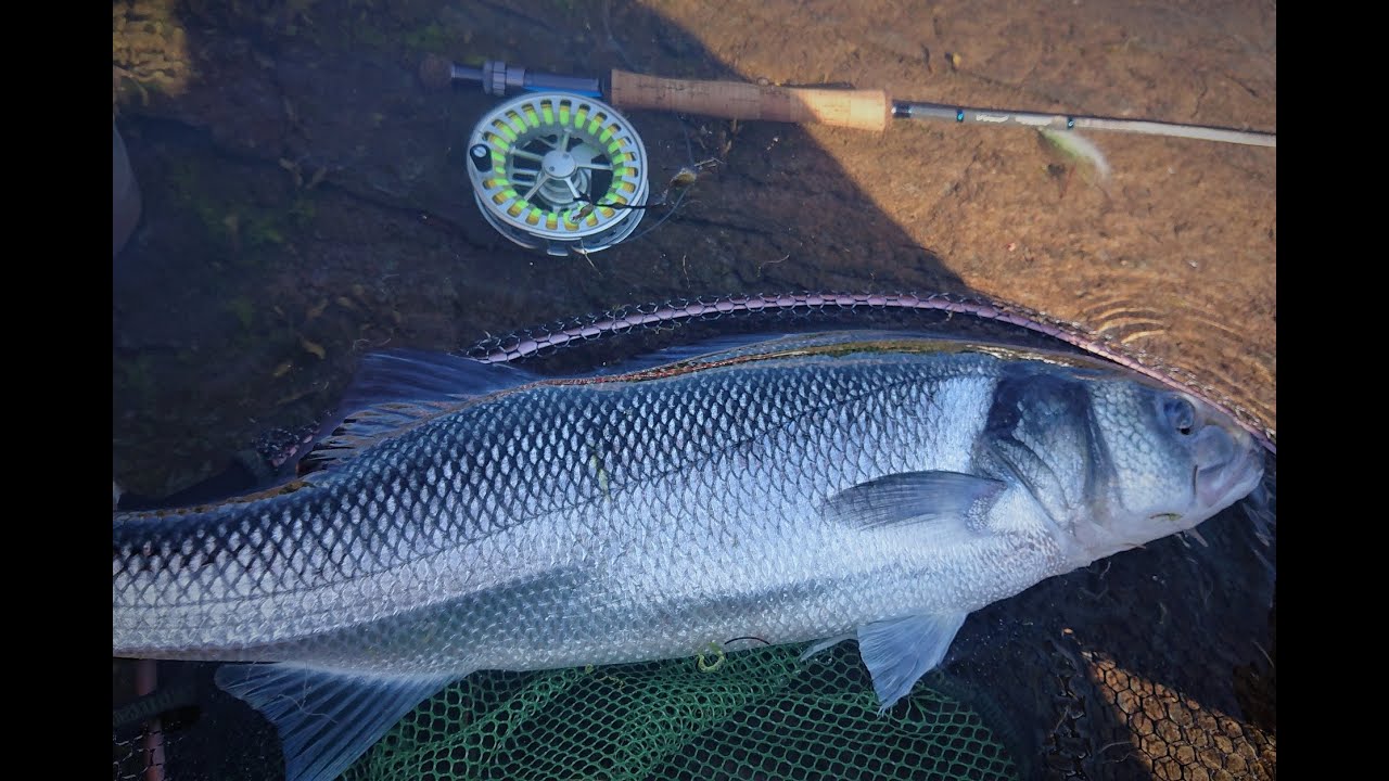 West Coast Seabass