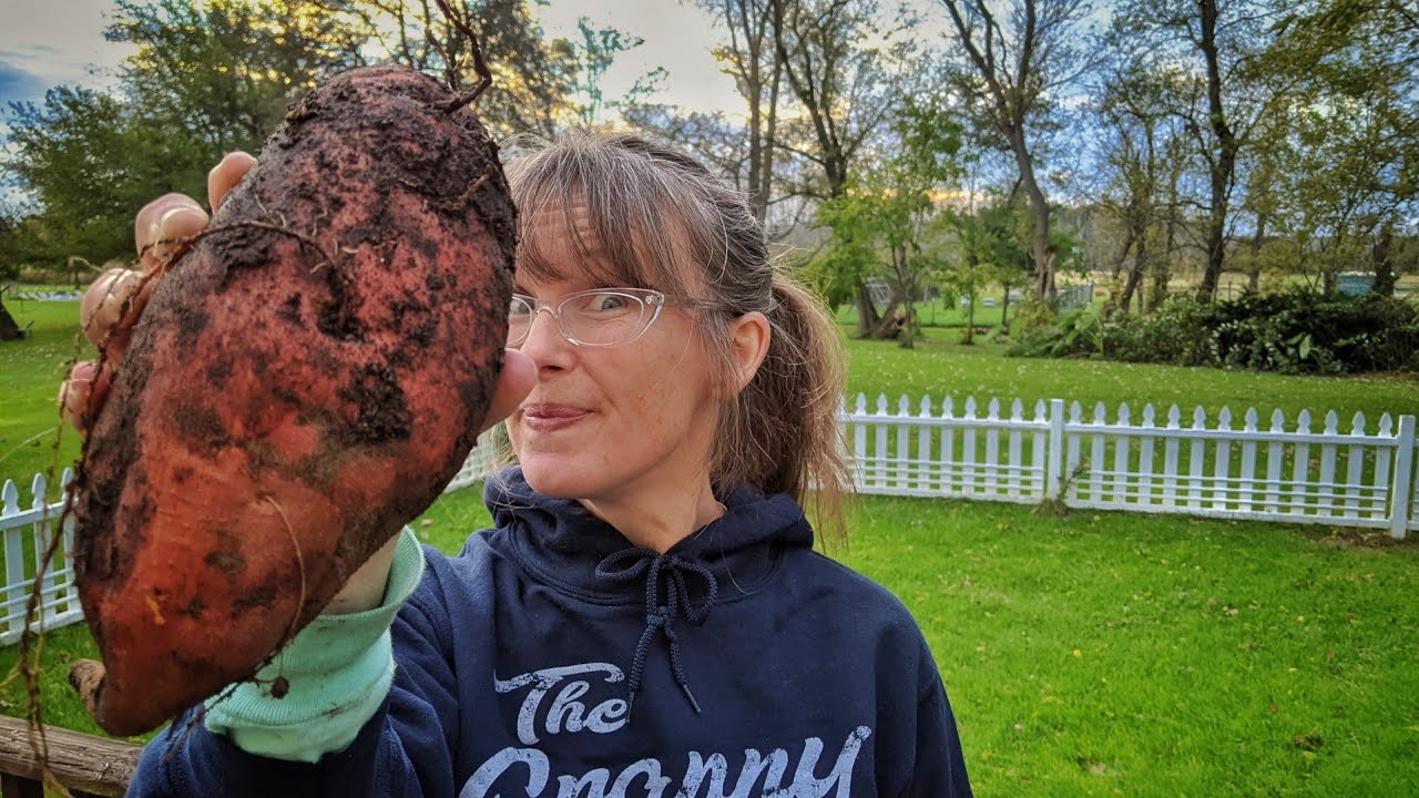 SWEET POTATO Harvest | Northern Growers using RUTH STOUT Gardening