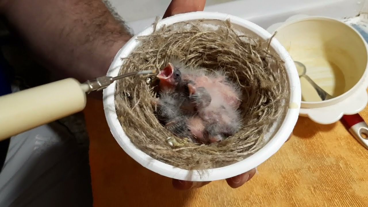 Kanarya Yavrularını Elle Besleme Yapmanın Püf Noktaları
