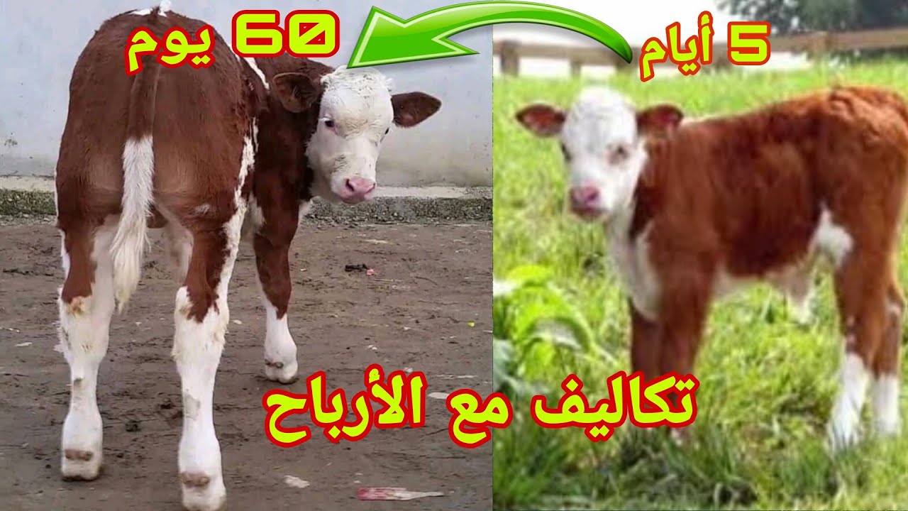 تجربه الحقيقه تكلفة تربية عجل من الأسبوع الأول حتى 90 يوم شحال صرفت؟ وشحال ربحت؟ تكاليف مع الأرباح 