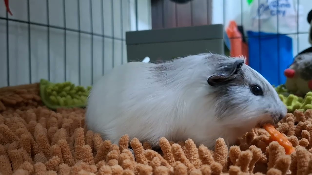 PLAYTIME for my GUINEA PIG 🐹