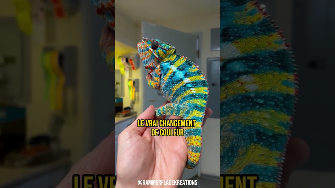 ON T'A MENTI SUR LE CAM&Eacute;L&Eacute;ON 😳
