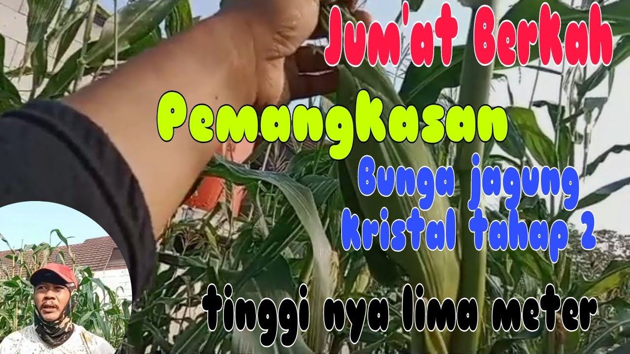 Jum'at berkah pemangkasan bunga jagung kristal tahap 2 tingginya lima meter@Priarif