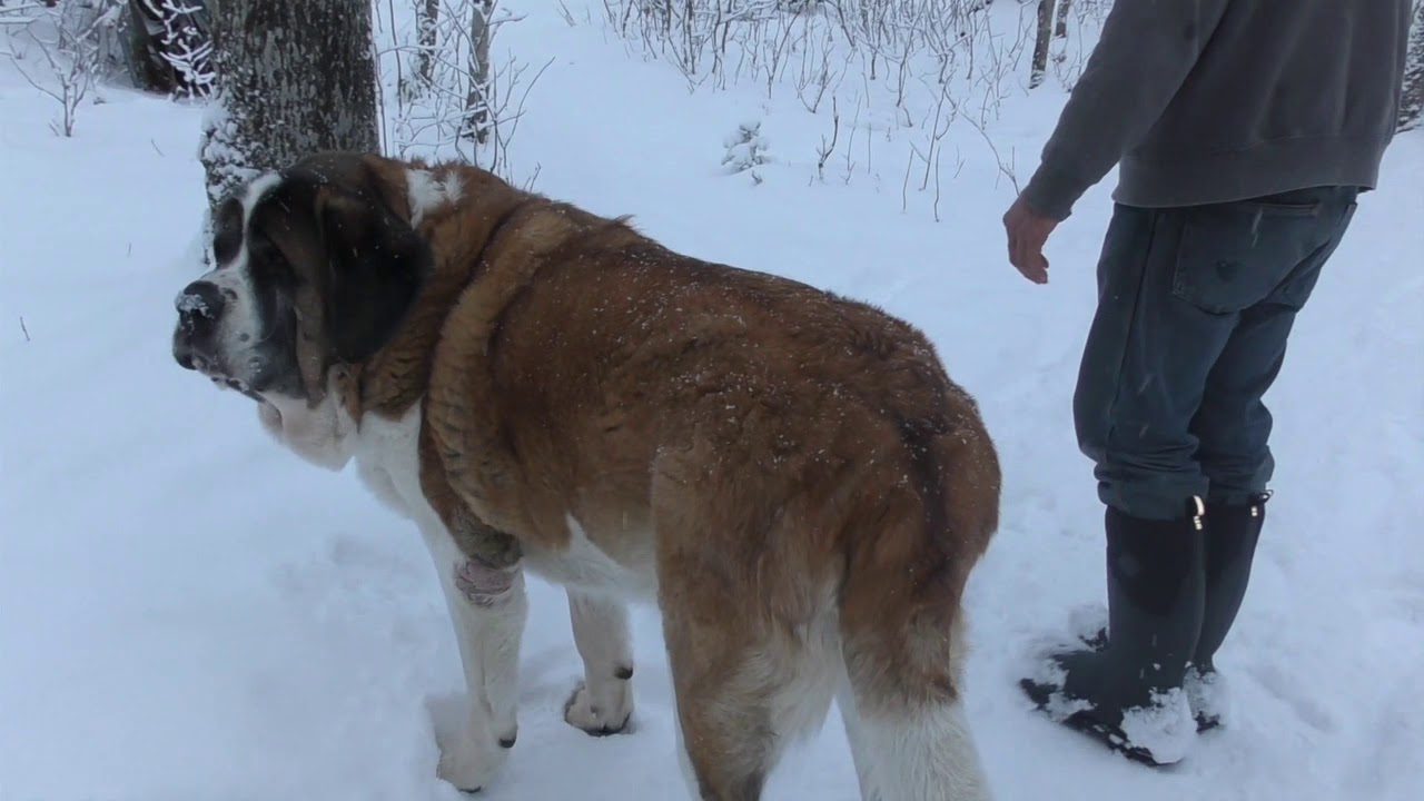 Massive St Bernard Who Hates To Leave His Bed, takes a short walk in the wilds