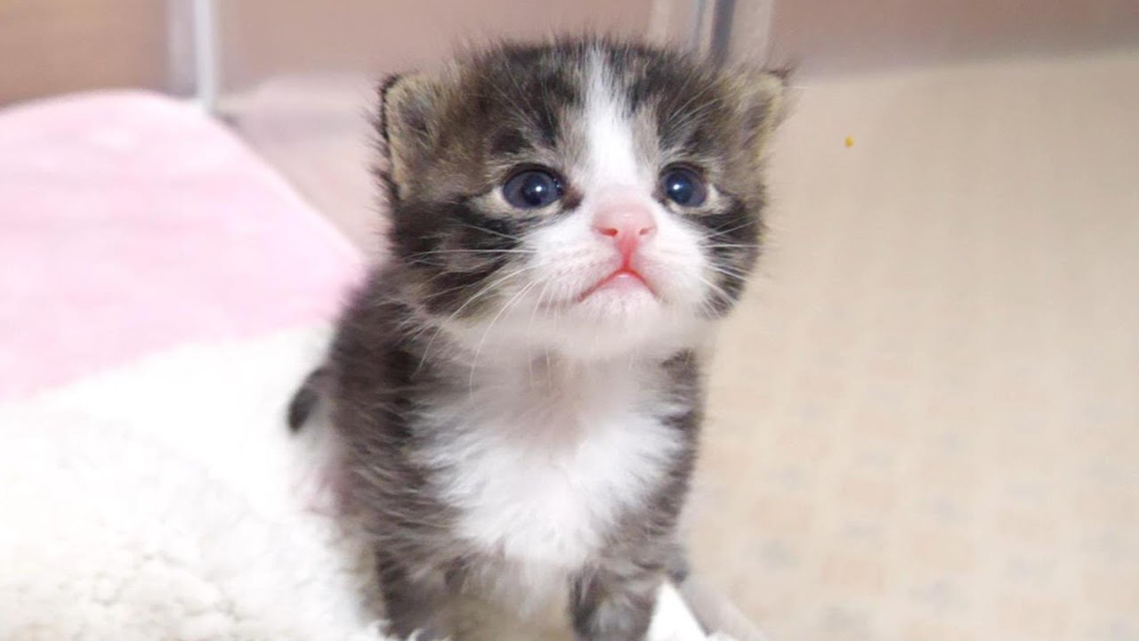 子猫はうまくミルクを飲めるかな？ゆめちこまとめ①【赤ちゃん猫　保護猫】