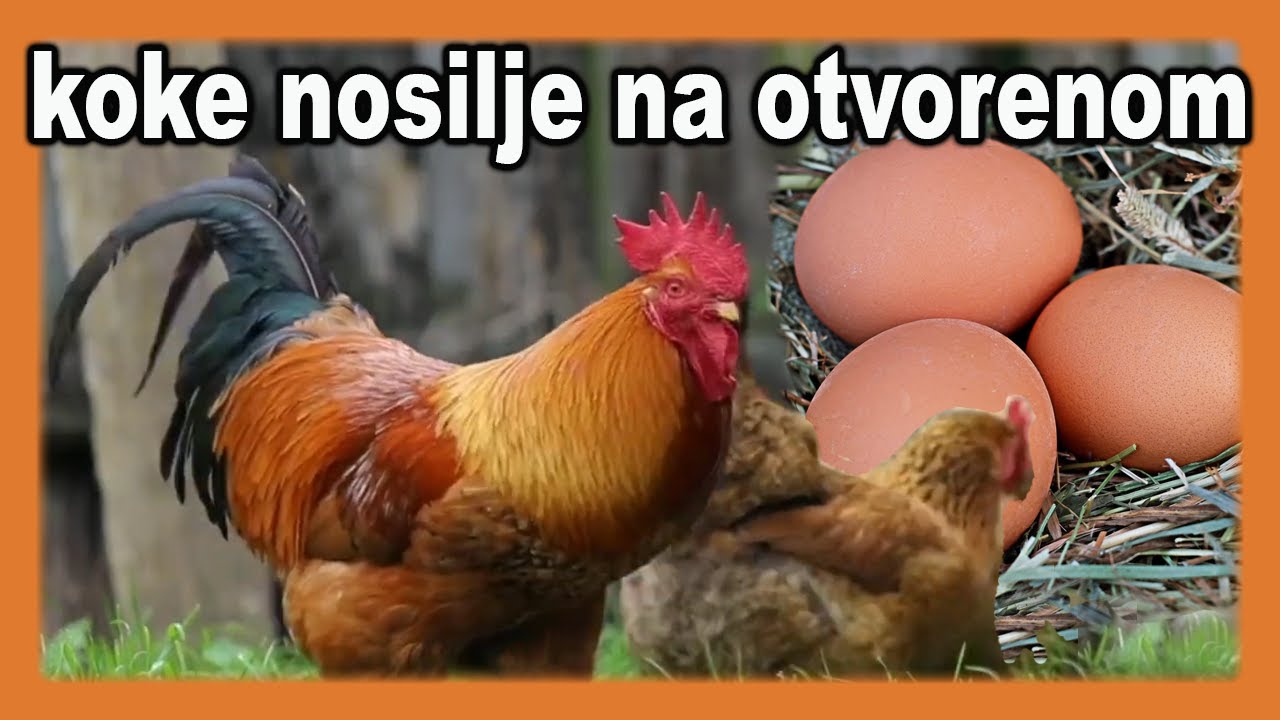 Куры-несушки на открытом воздухе – советы для кур-несушек