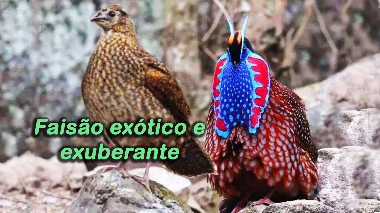 Fais&atilde;o Tragopan de Temminck
