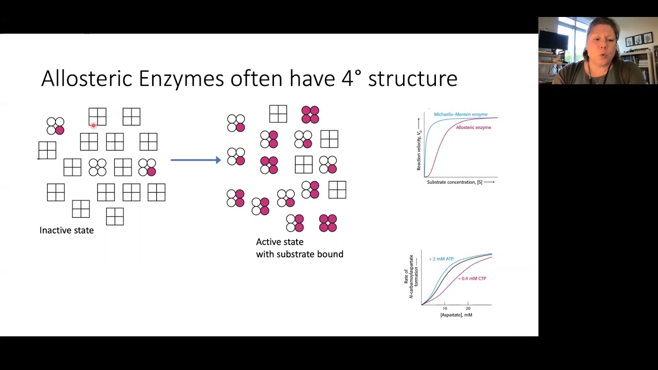 Intro to Allosteric Enzymes