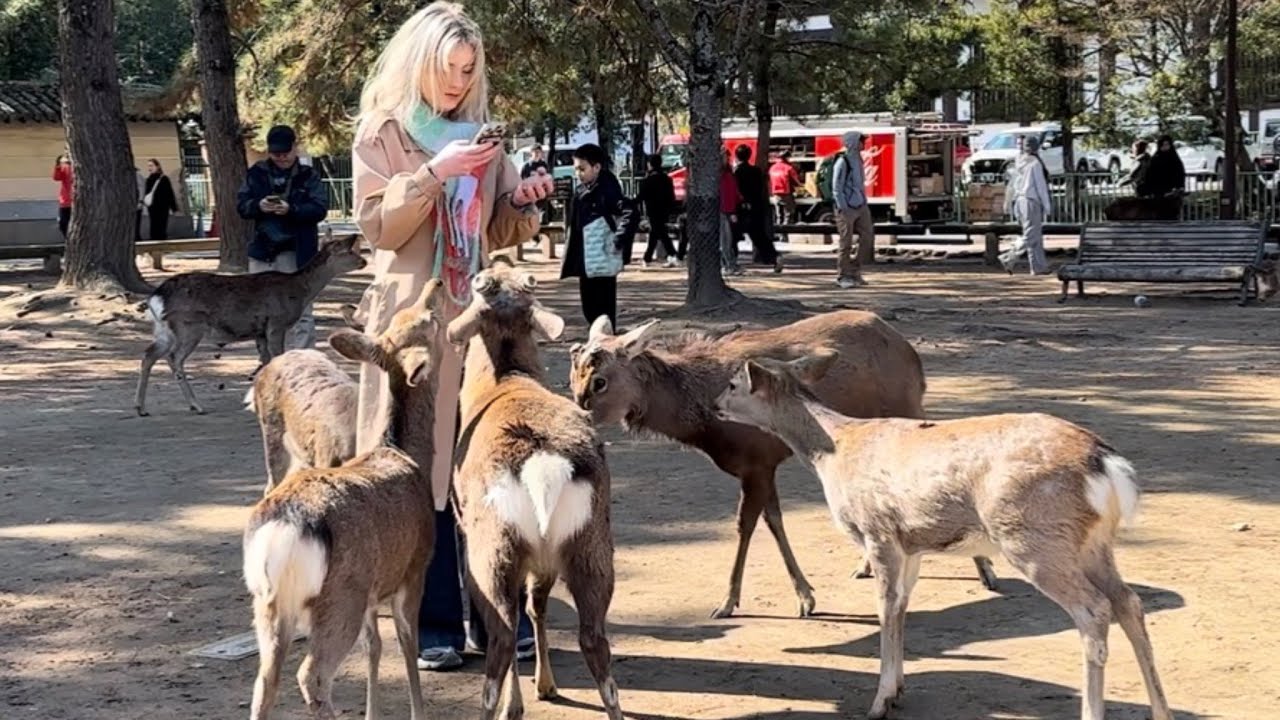 日本で一番笑顔になる場🥰奈良公園の鹿#narapark #naraparkjapan 