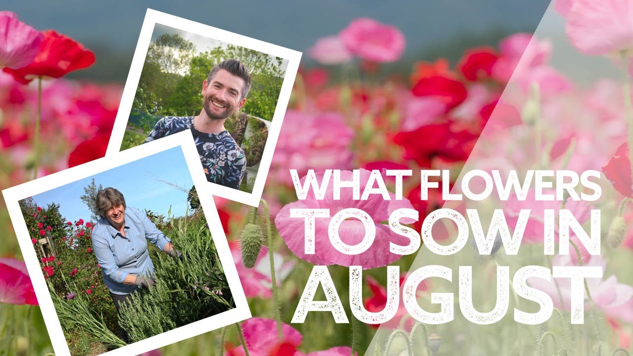 Какие цветы сеять в августе | Что сеять сейчас!