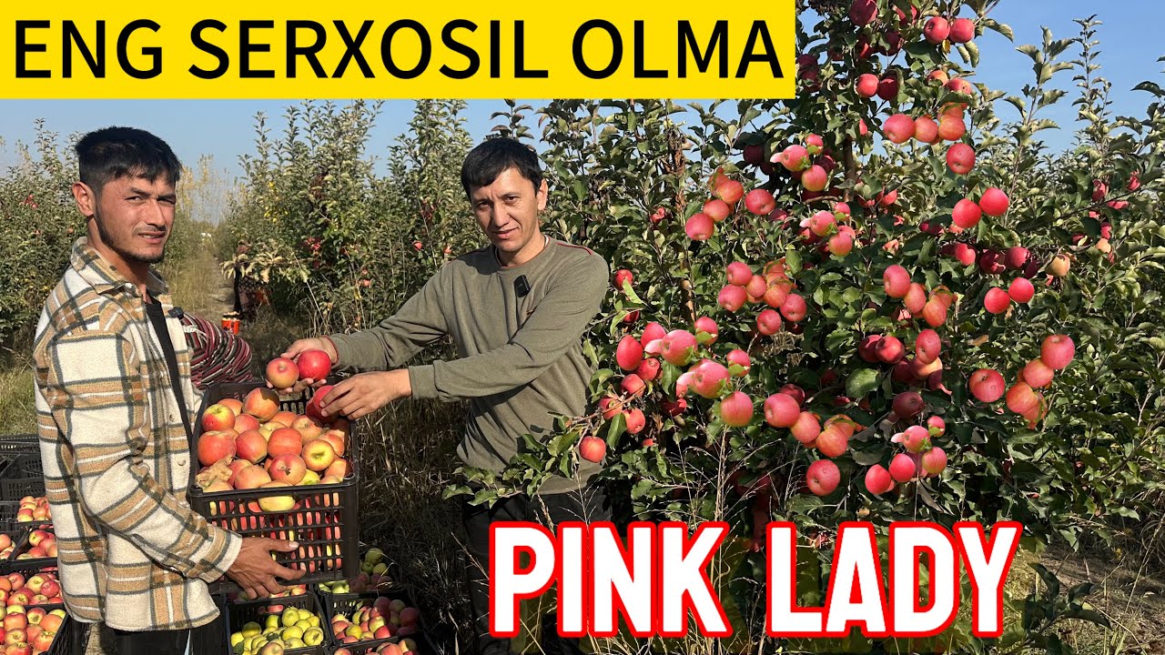Samarqand olma va mevali kochatlar/ pink lady, golden, fudji….